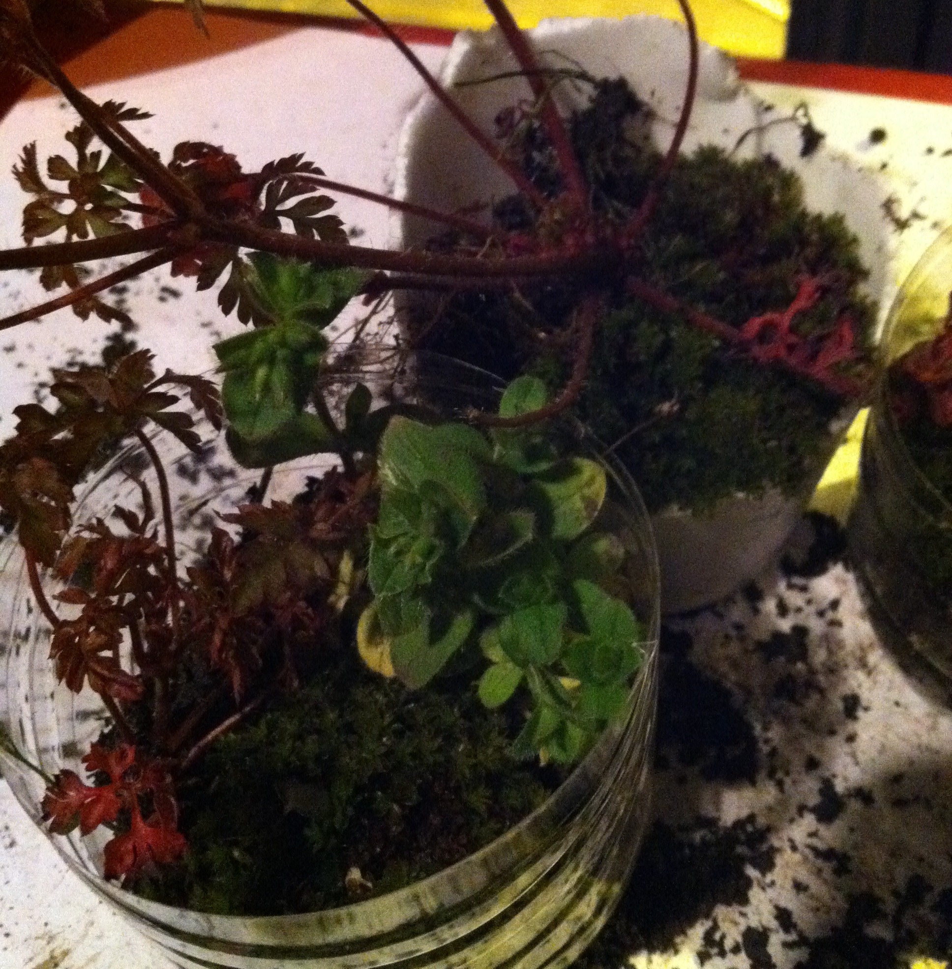 Steel Mill Terrarium