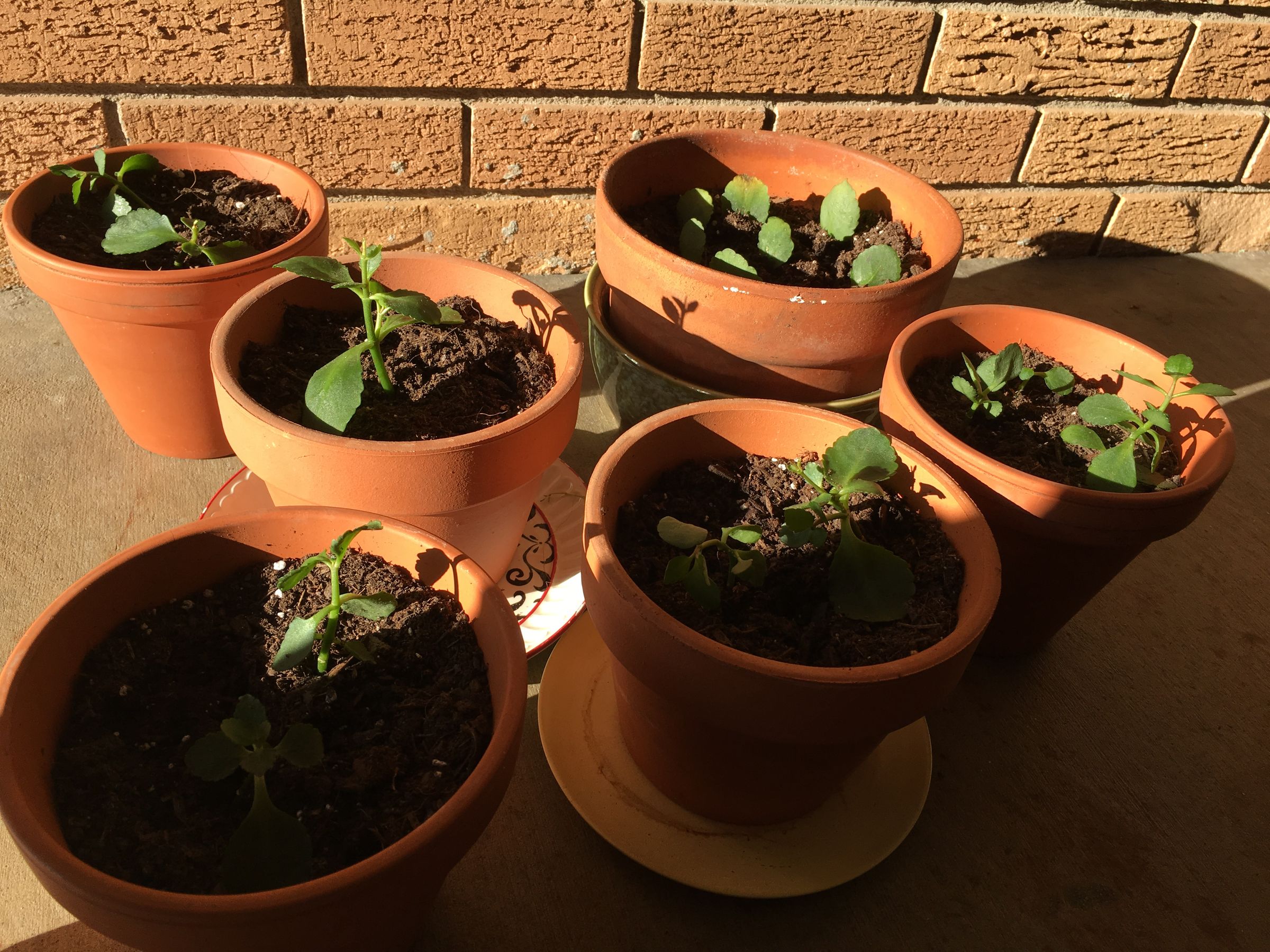 How to Grow Kalanchoe Plants 7 Steps Instructables