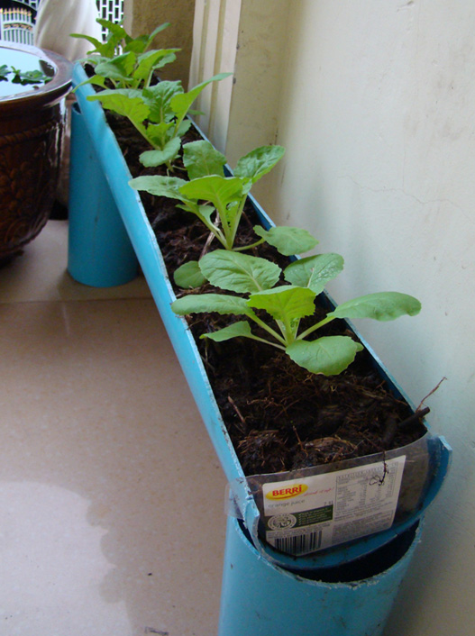 Growing Chinese Cabbages in PVC Pipe