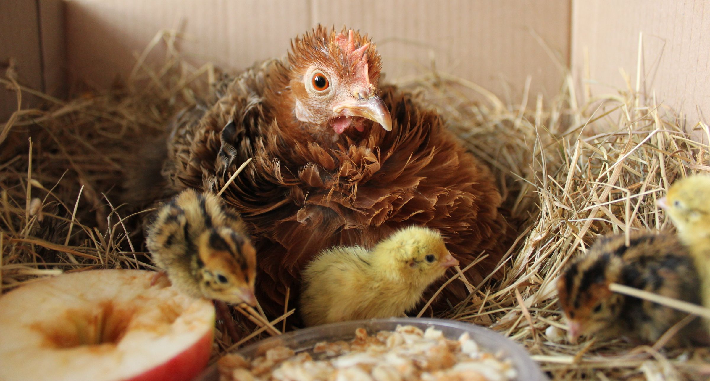 Raising Quail Organically With a Mother Hen - the Hatch. Nos Cailles Bio - L'éclosion. Codornices Orgánicos - Eclosión.