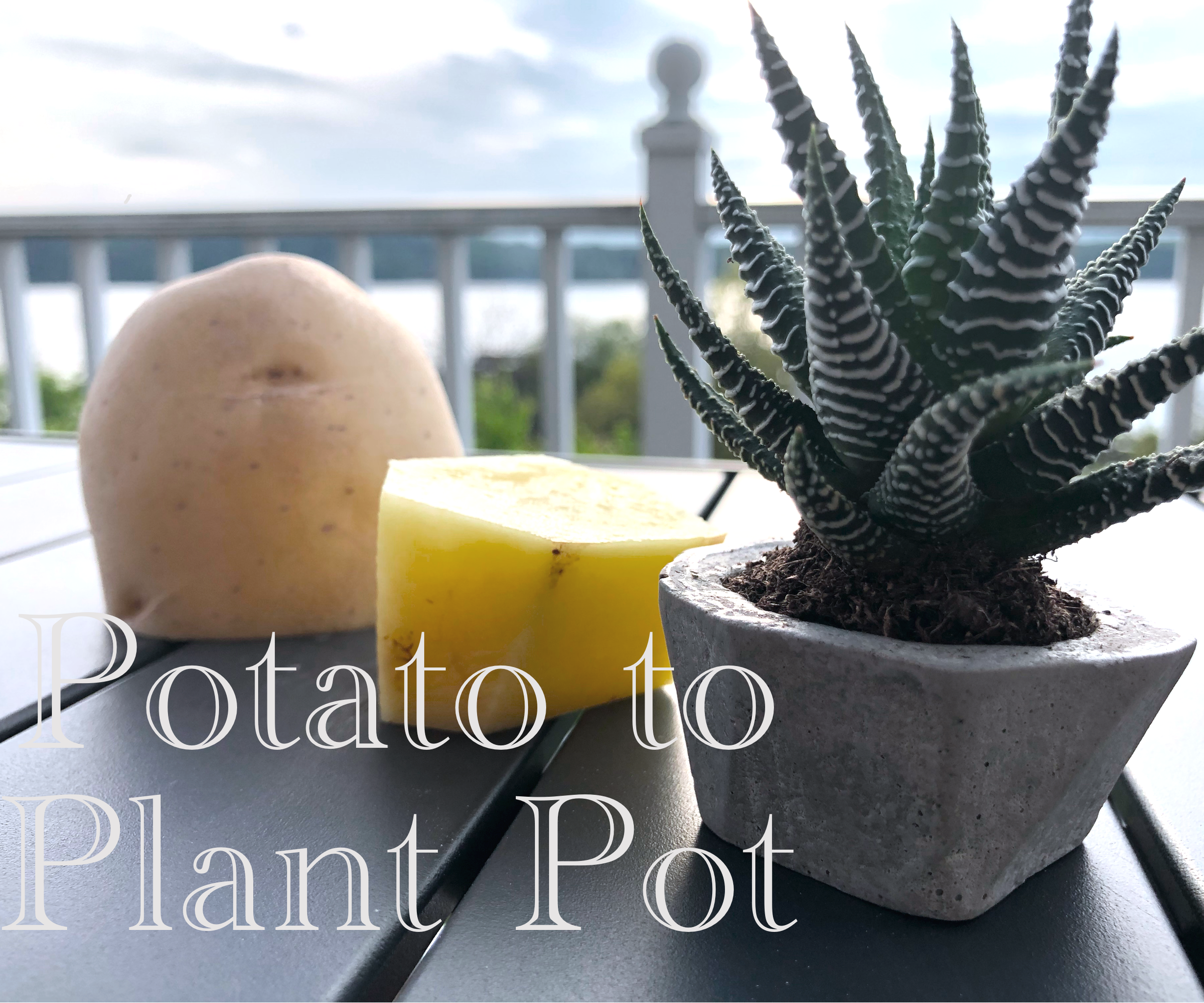 Potato to Plant Pot