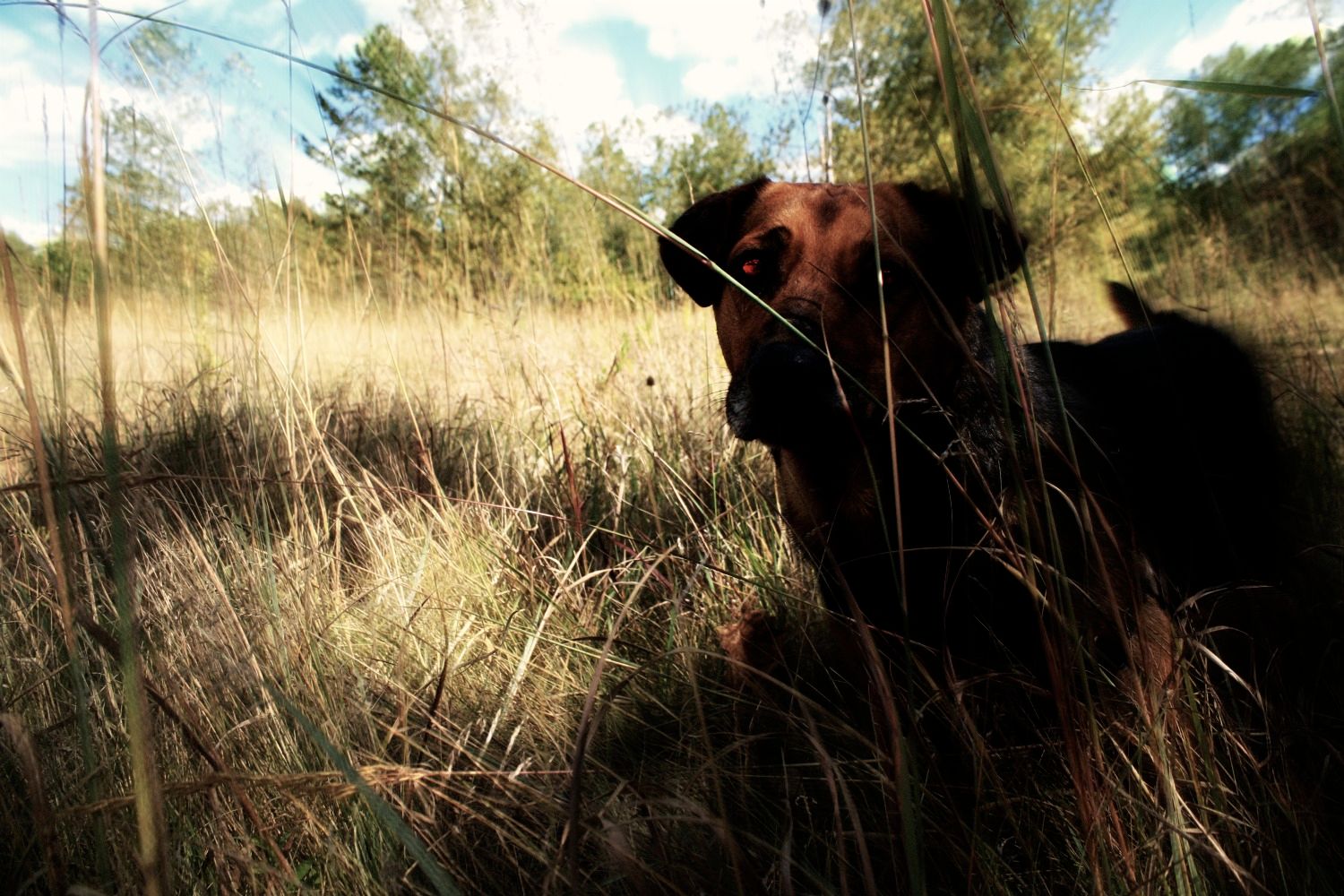 Hound to Hound of the Baskervilles: Pet Photo Edit