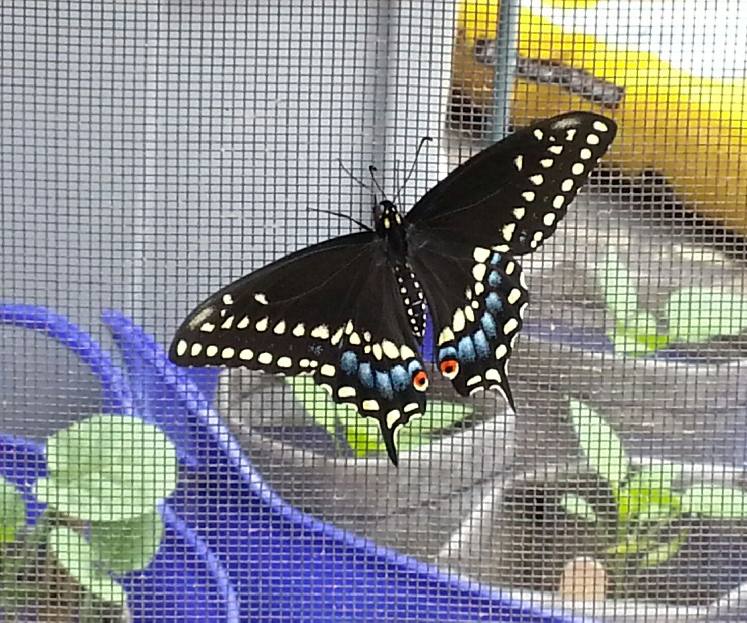 Swallowtail Butterfly Incubation Habitat