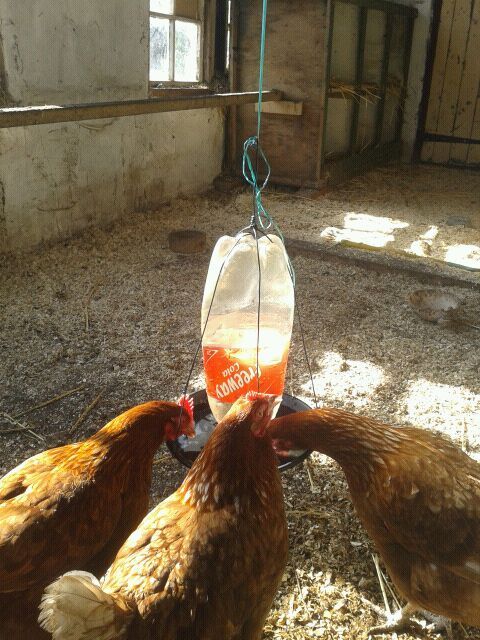 Chicken Water Feeder.
