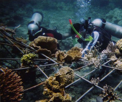Transplanting Corals 