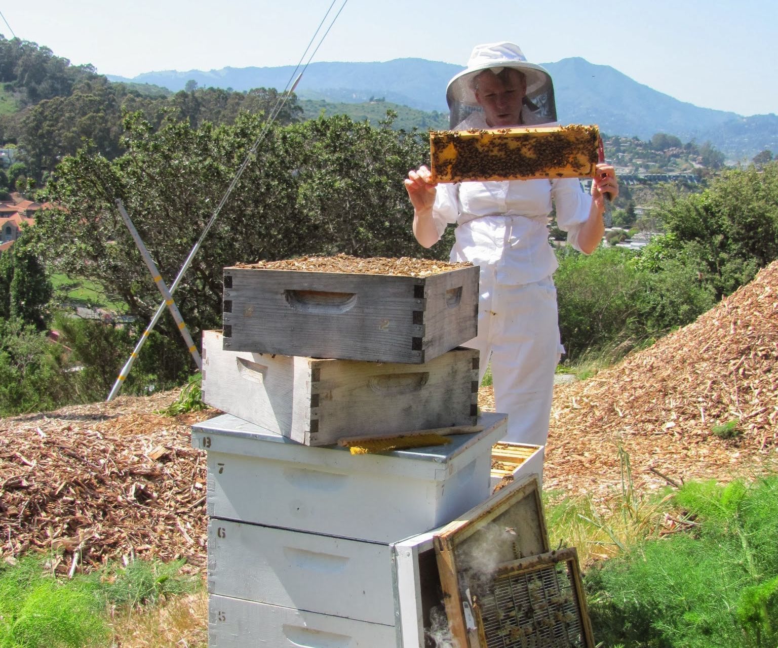 Nucleus Colony -or- How to Start a Beehive