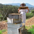 Nucleus Colony -or- How to Start a Beehive