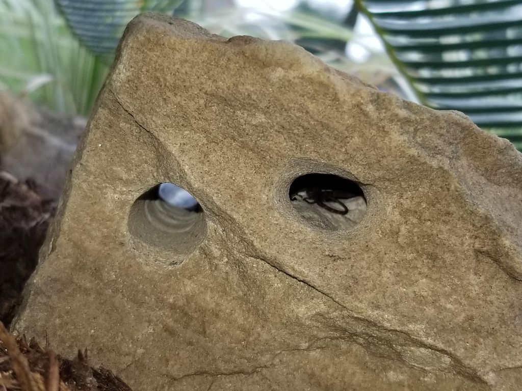 Lizard Small Home Build a Backyard Lizard Condo : 3 Steps (with Pictures) - Instructables