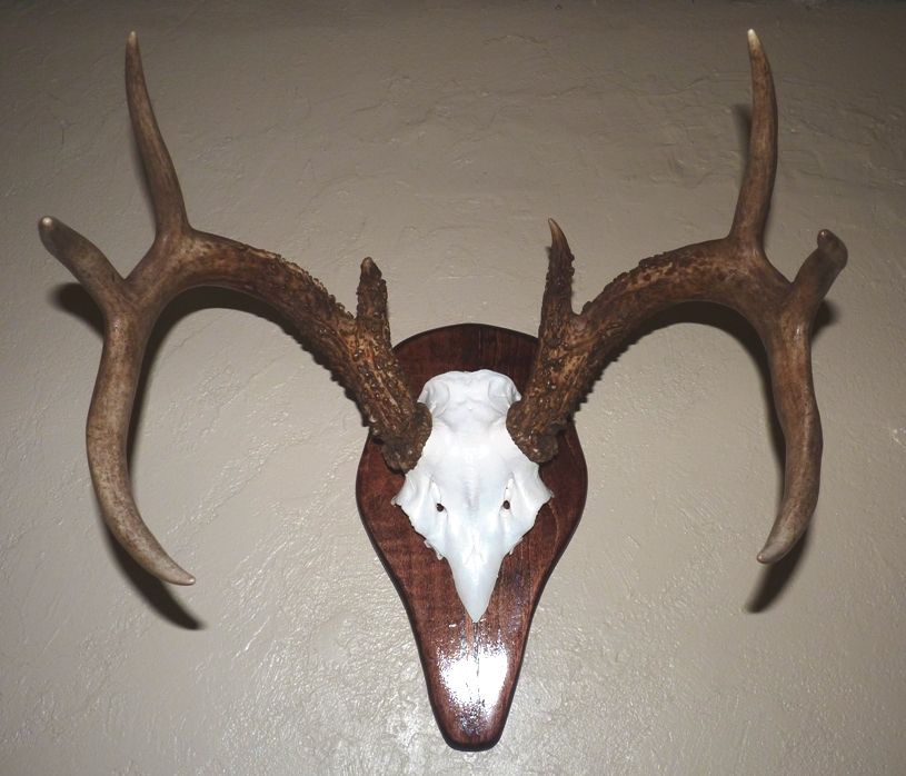 Whitetail Skull Mount
