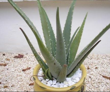 How to Safely Use and Grow Aloe Vera