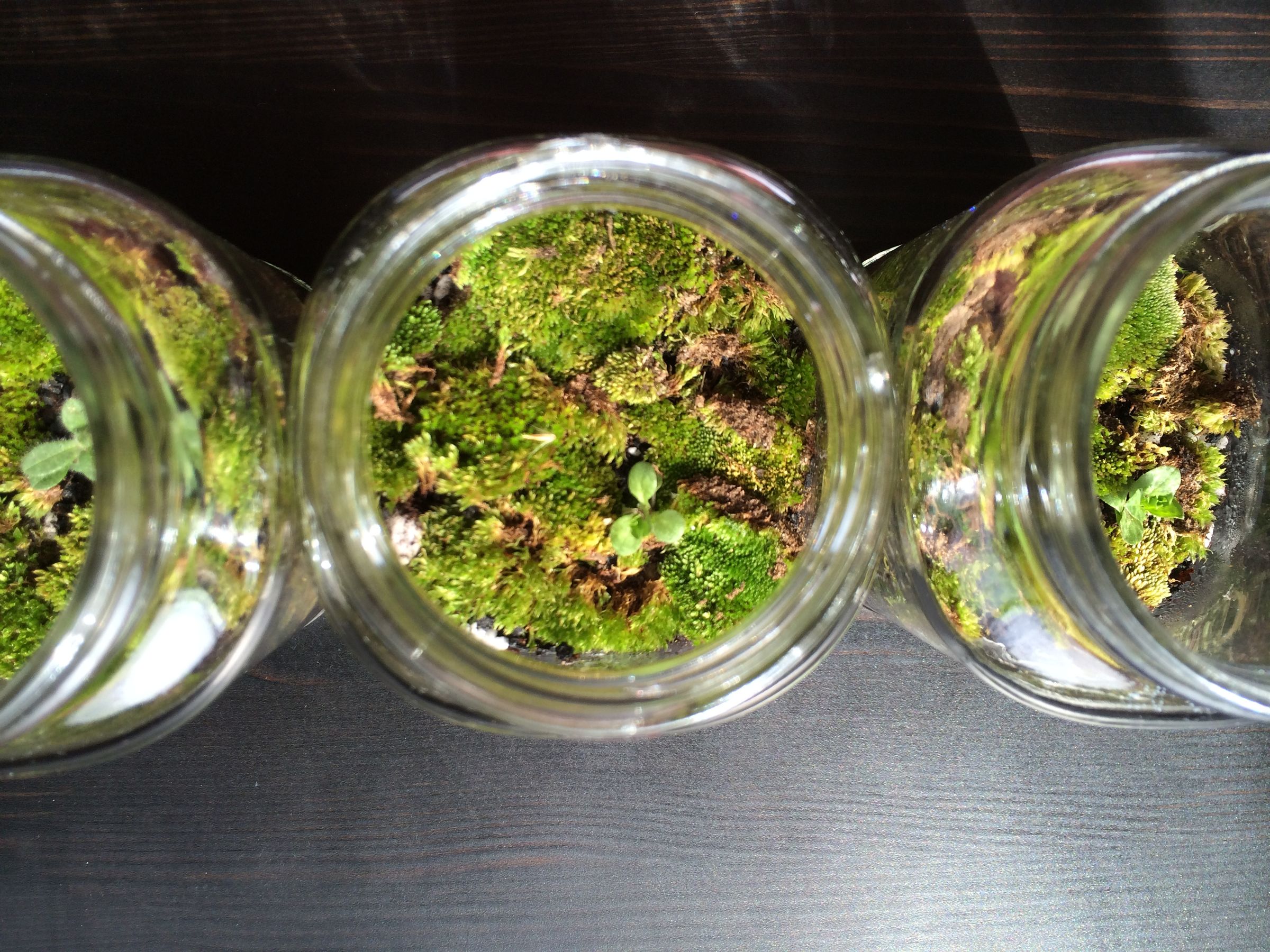 Create Your Own Terrarium Instructables
