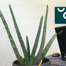 UCL - IIot - Smartplant