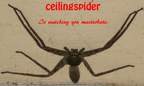 Instructables profile picture for @improv