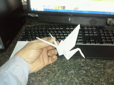 Tussle the Wings and Set Out for Display