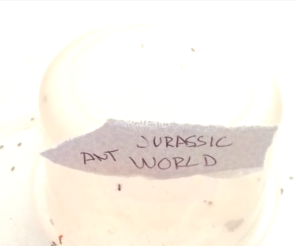 Jurassic Ant World