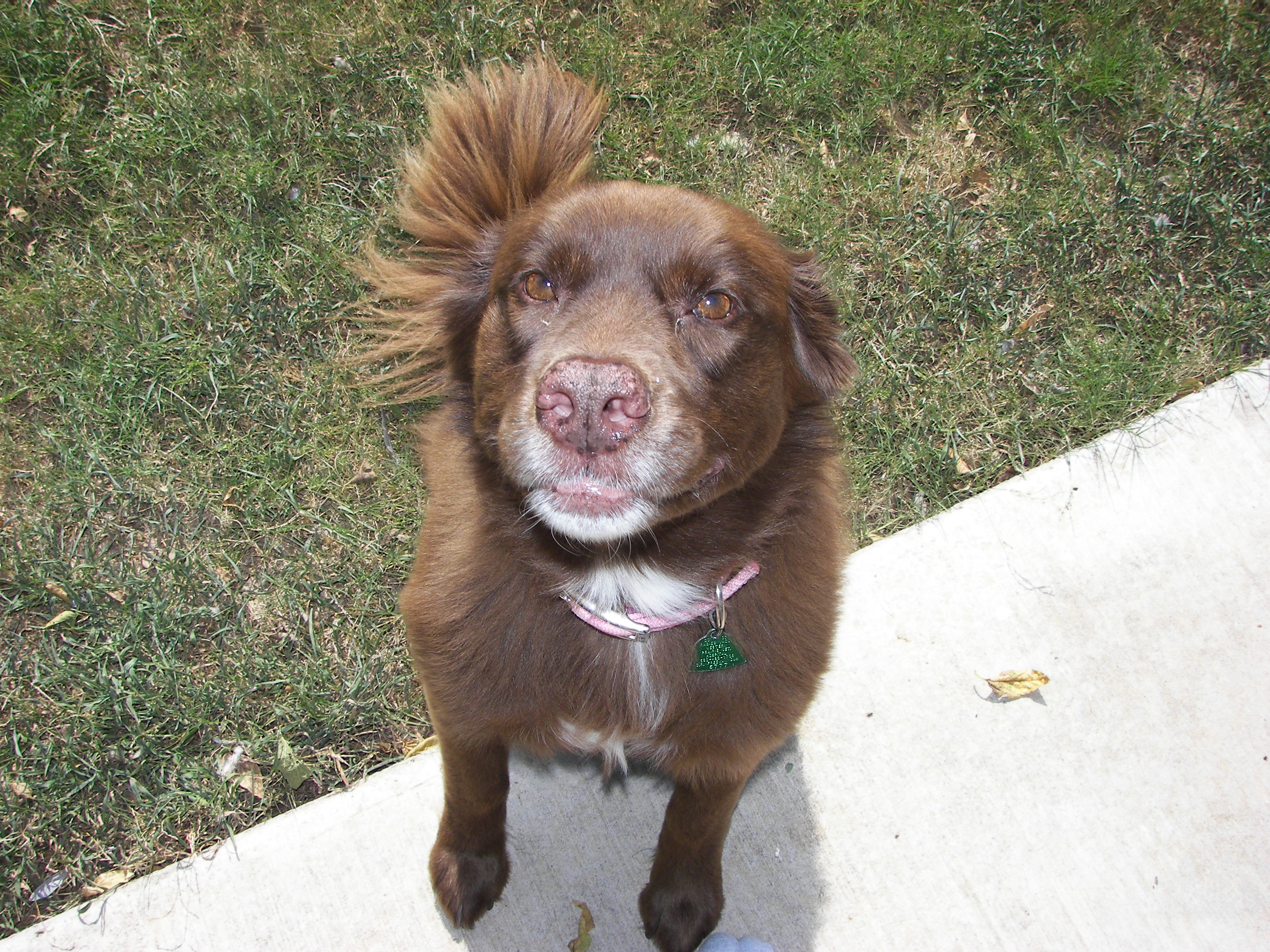 How to Get Rid of Bad Doggie Breath!