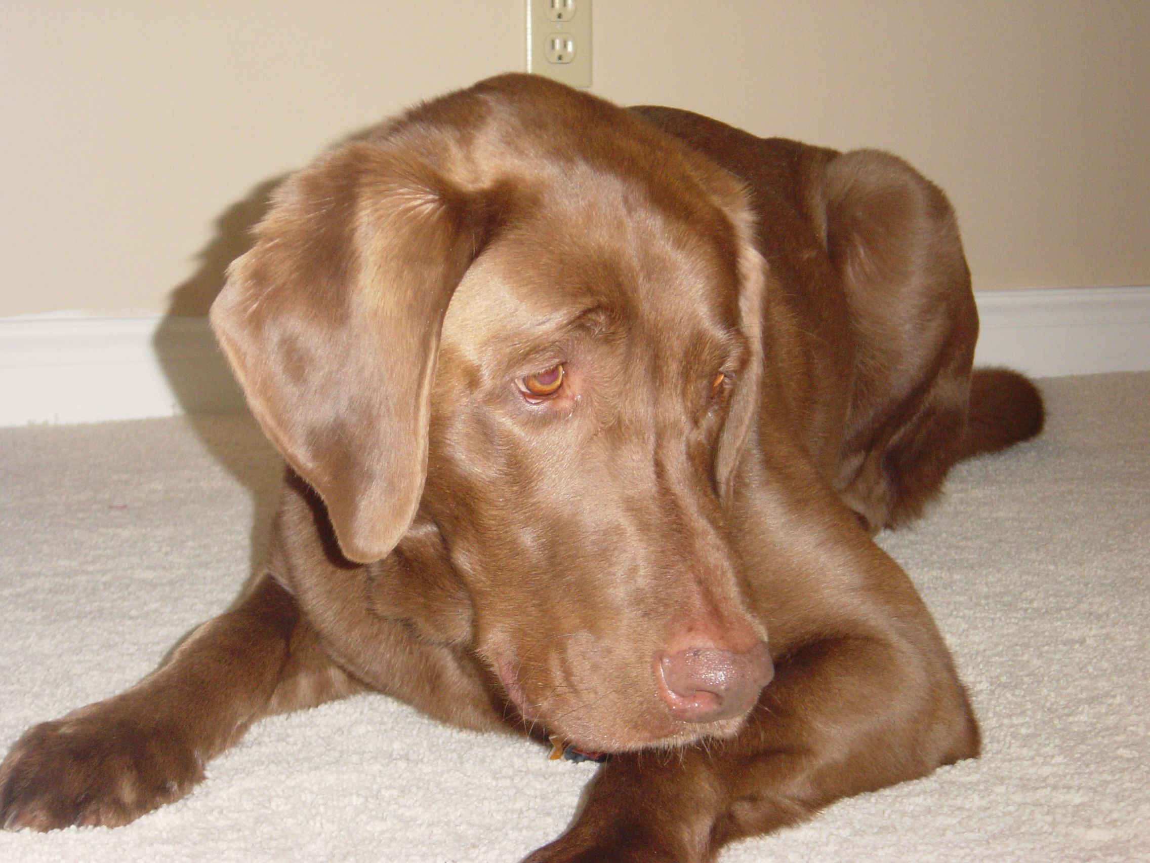 How to Teach Your Dog Some Important Tricks (And Some Not So Important Ones)