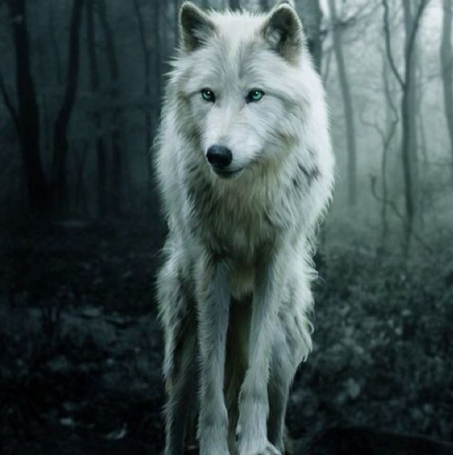 Frost_The_Wolf