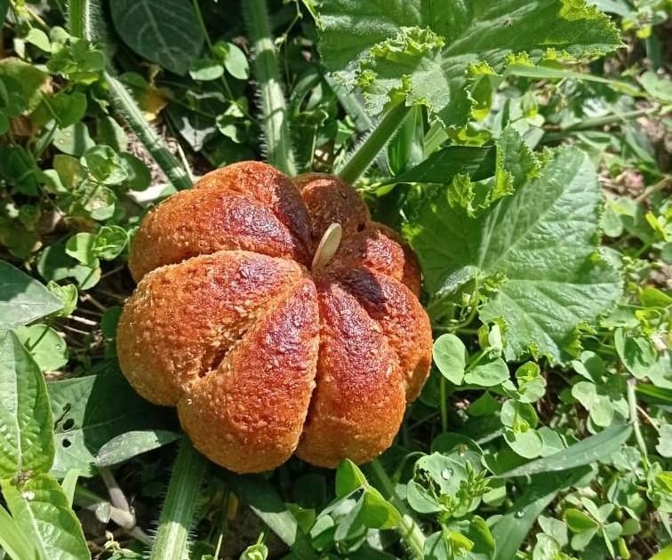 Halloween Pumpkin Bread