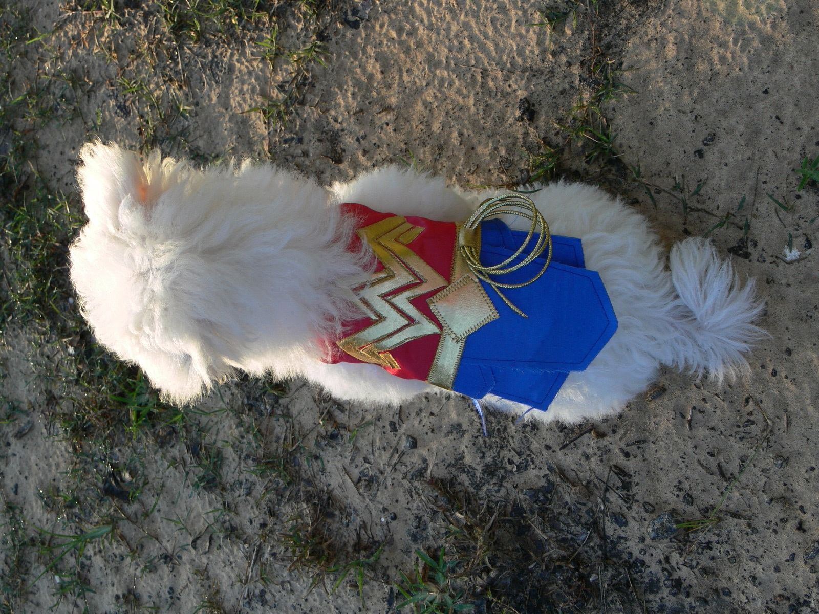 Wonder Woman Dog Costume 11 Steps (with Pictures) Instructables
