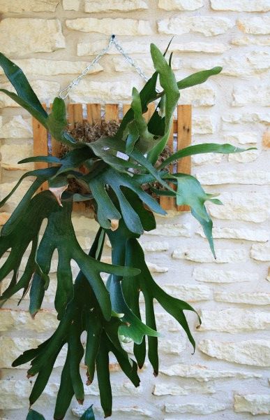 Mounting a Staghorn Fern