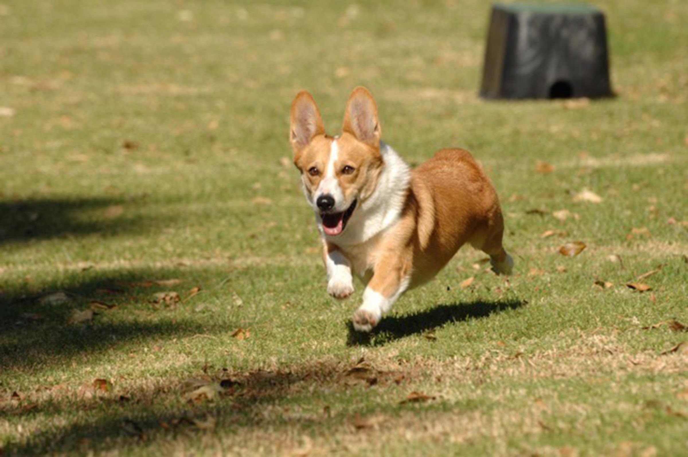 CheddarTheDog