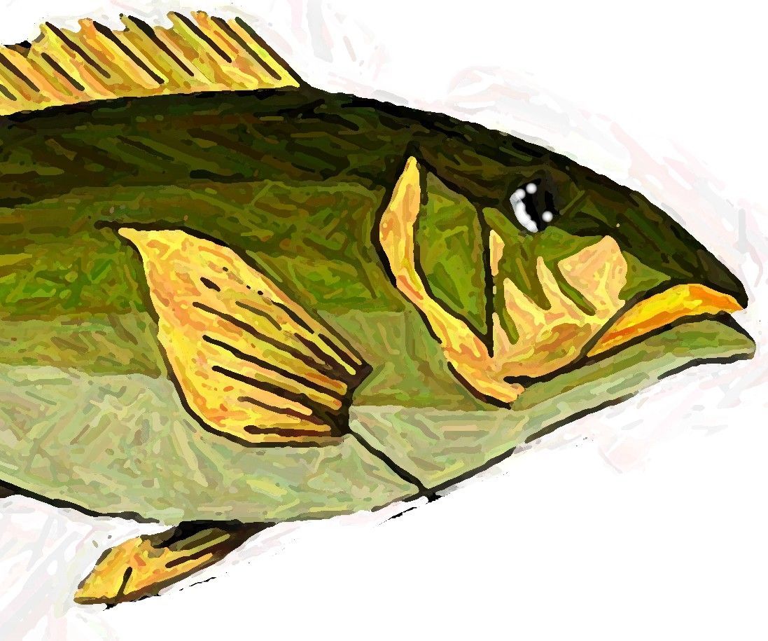 Fish Print T-Shirt or Banner