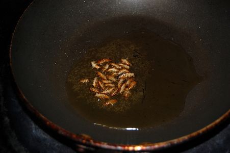 How to Cook Cockroaches - a Solution to the Global Food Crisis : 6 ...