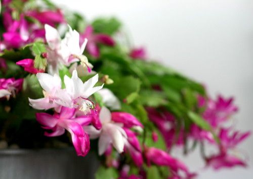 Grow a "Lawn" of Truncata for the Holidays (and the Rest of the Year)