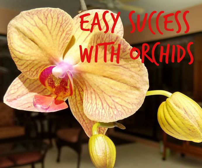 Easy Success With Orchids