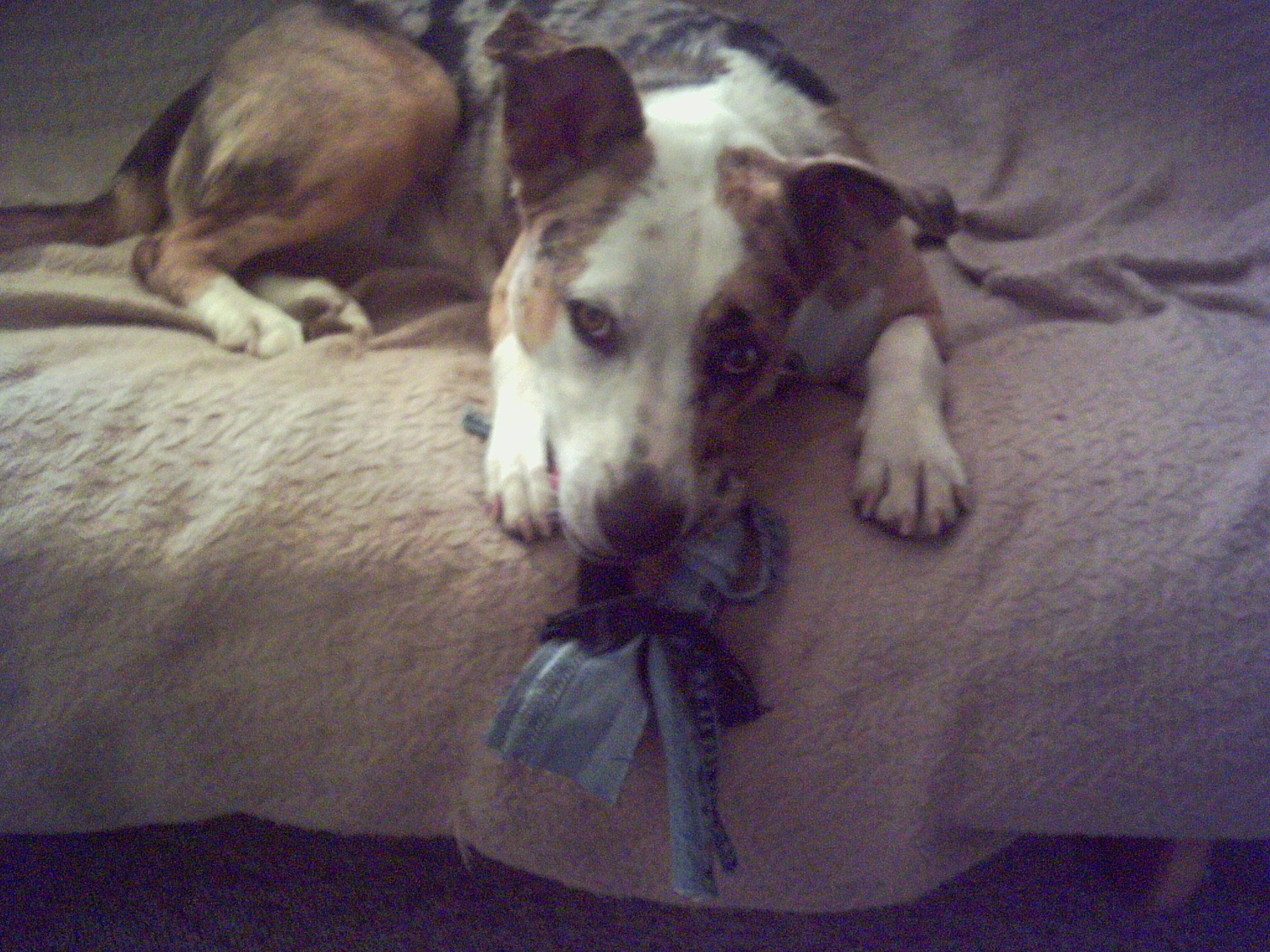No-Sew Denim Dog Toy