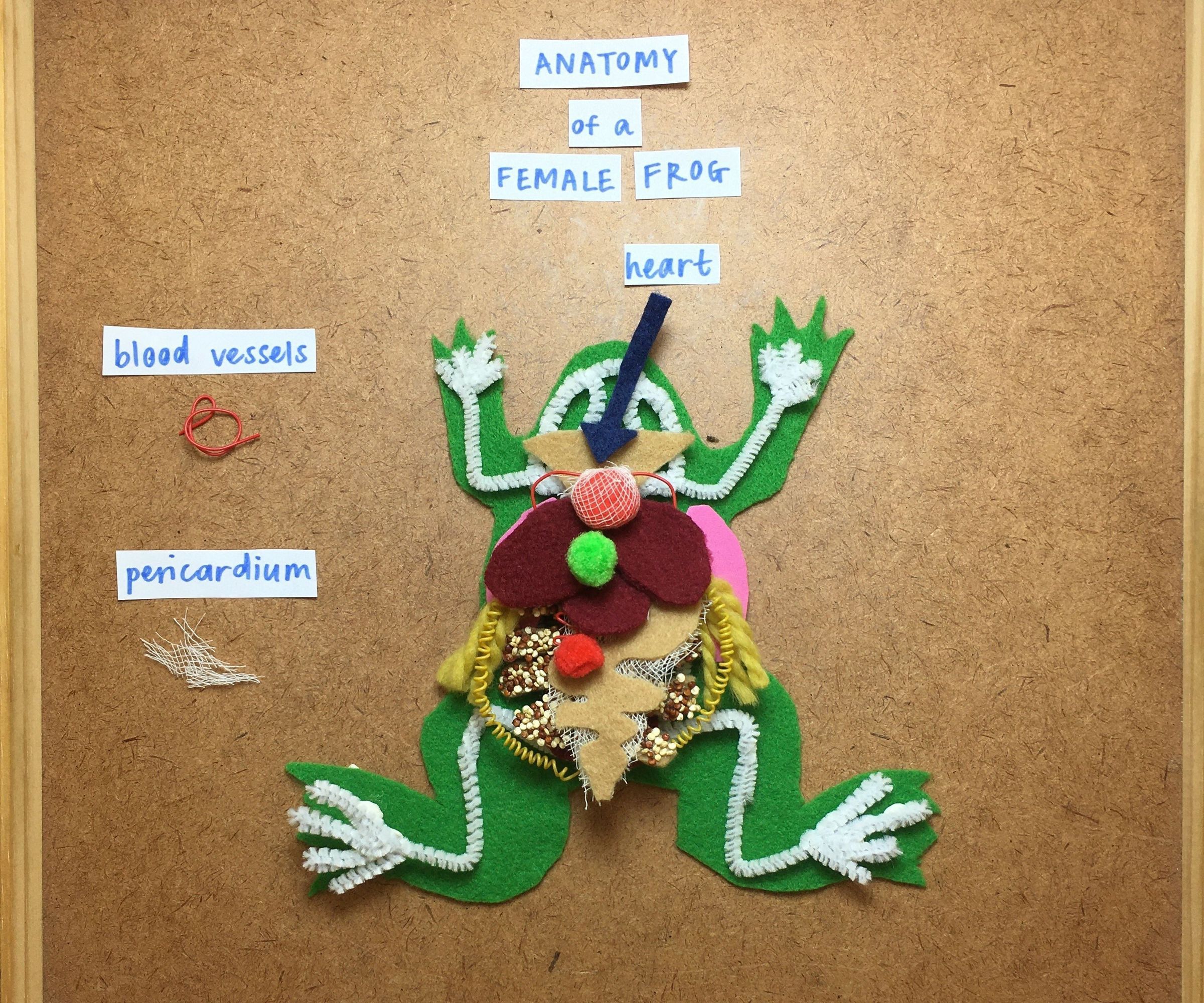 DIY Frog for Dissecting