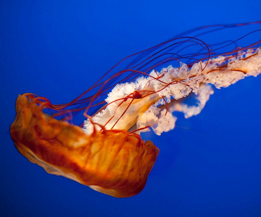 JELLYFISH'S TENTACLES SIMULATION