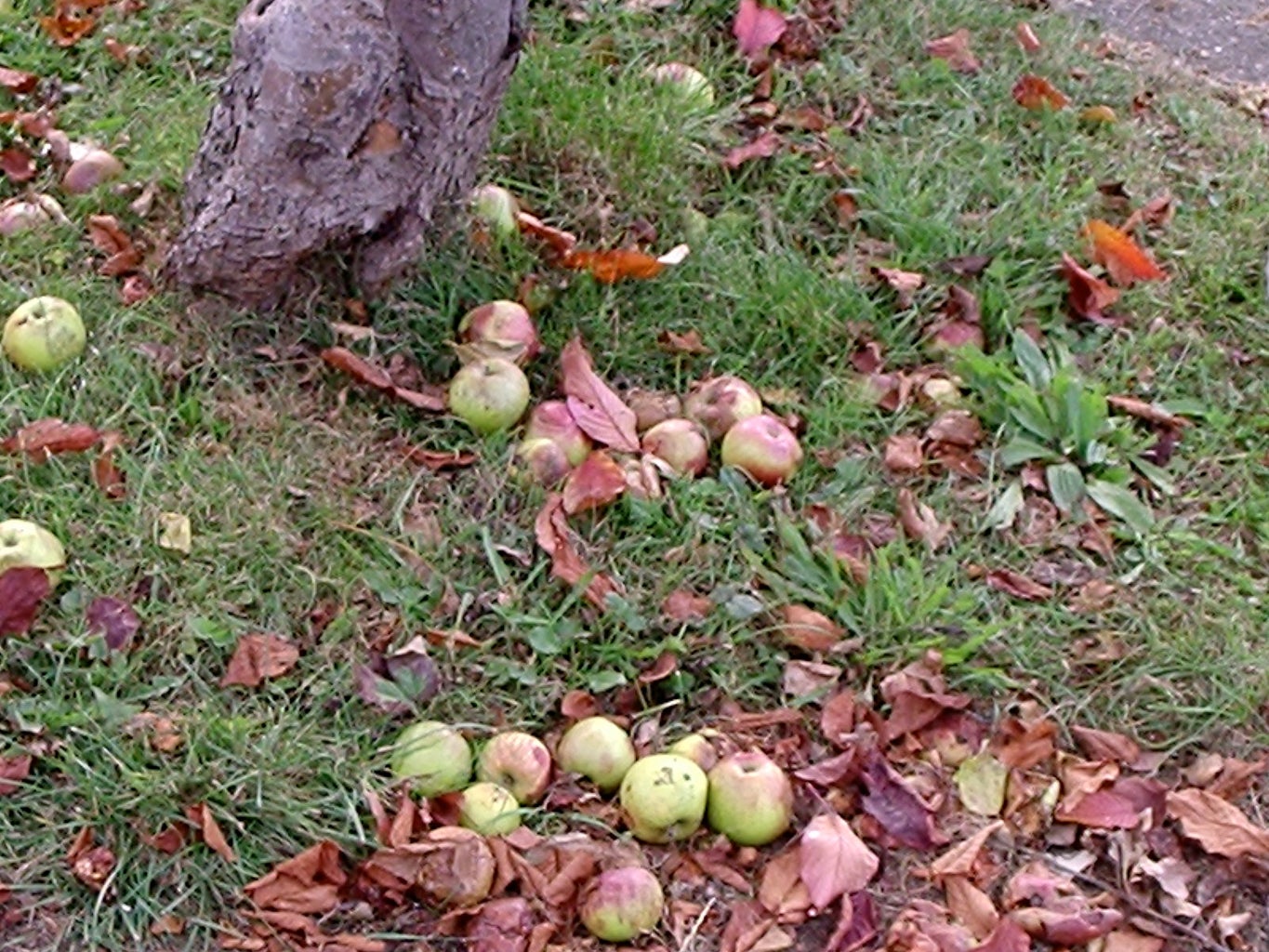 How to Get FREE Apples! (legally)