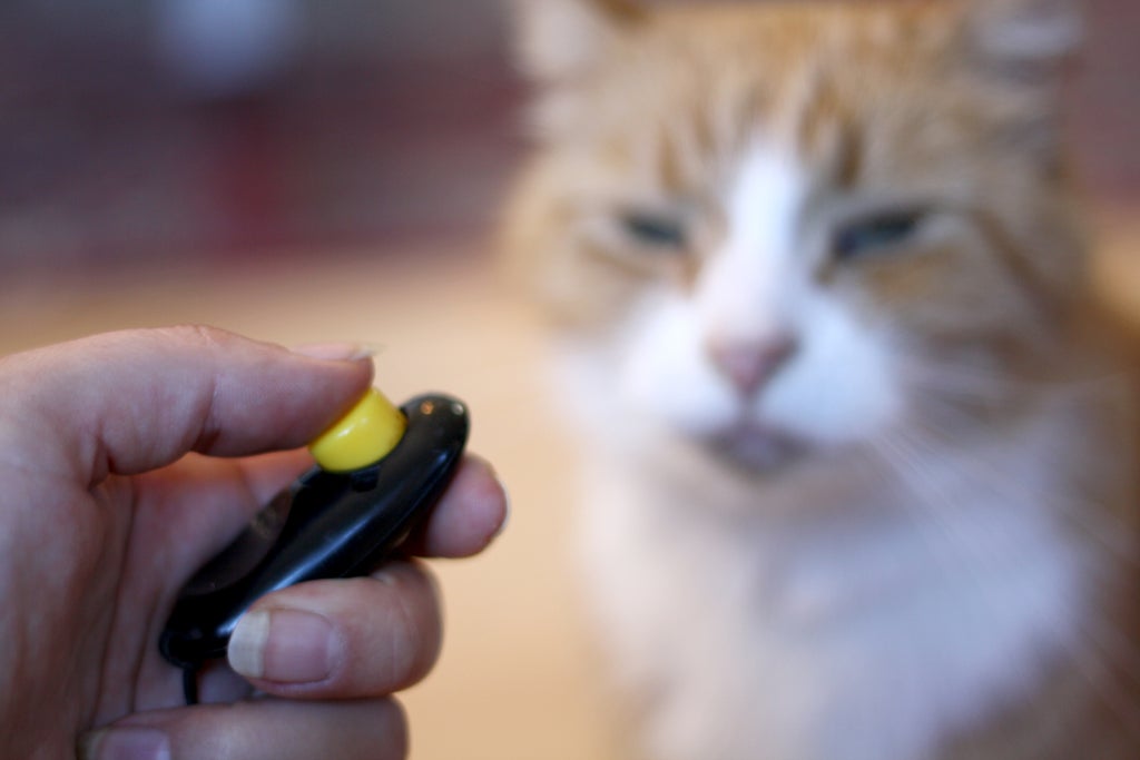 The Benefits of Clicker Training for Cats - A Step-by-Step Guide 1 How to Clicker Train a Cat : 8 Steps (with Pictures) - Instructables
