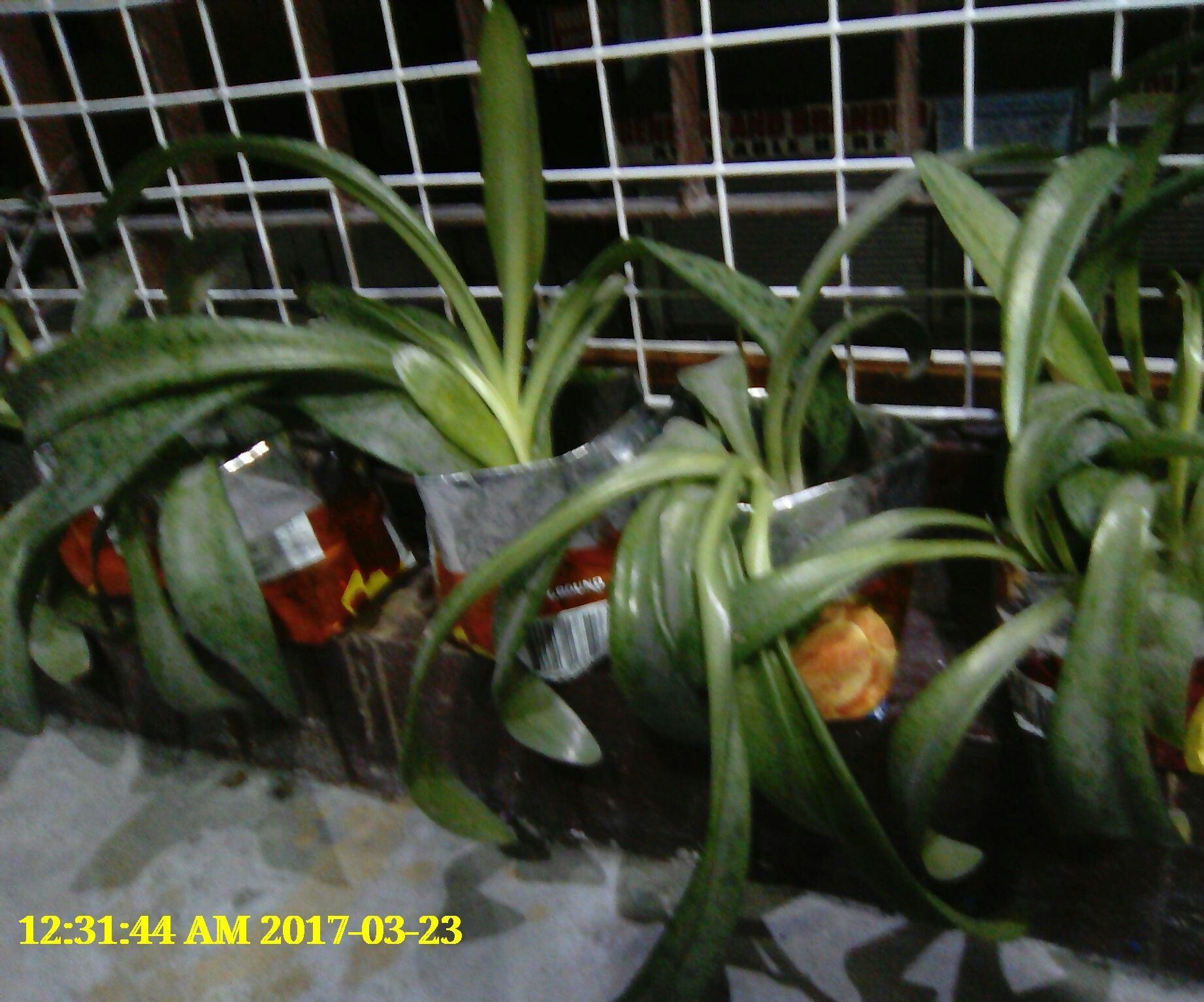 Recycled Planter From Chips Wrapper