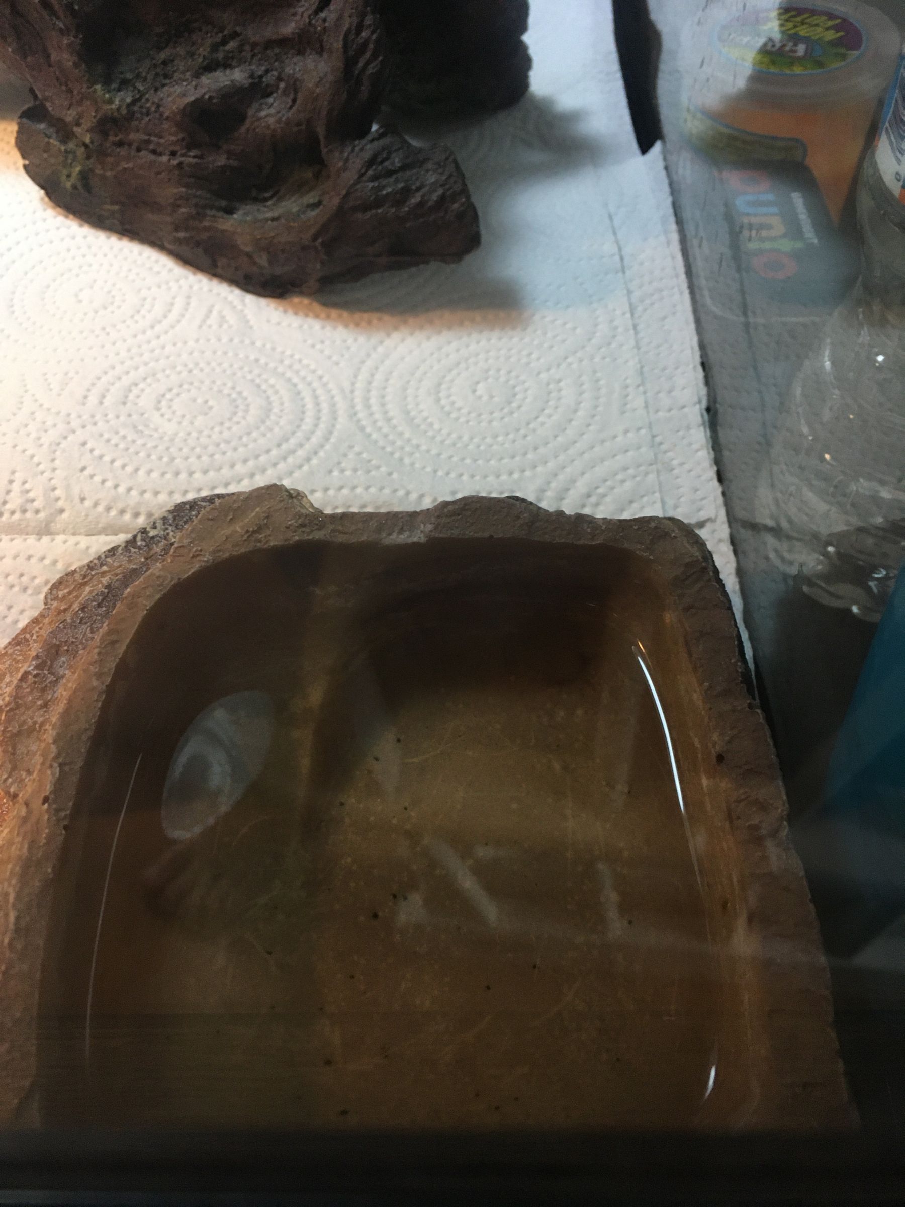 How to Take Care of a Bearded Dragon 10 Steps Instructables