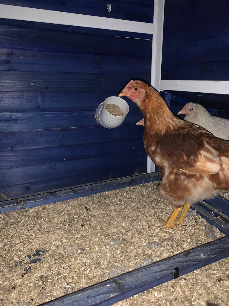 Pvc Chicken Feeder 8 Steps With Pictures Instructables