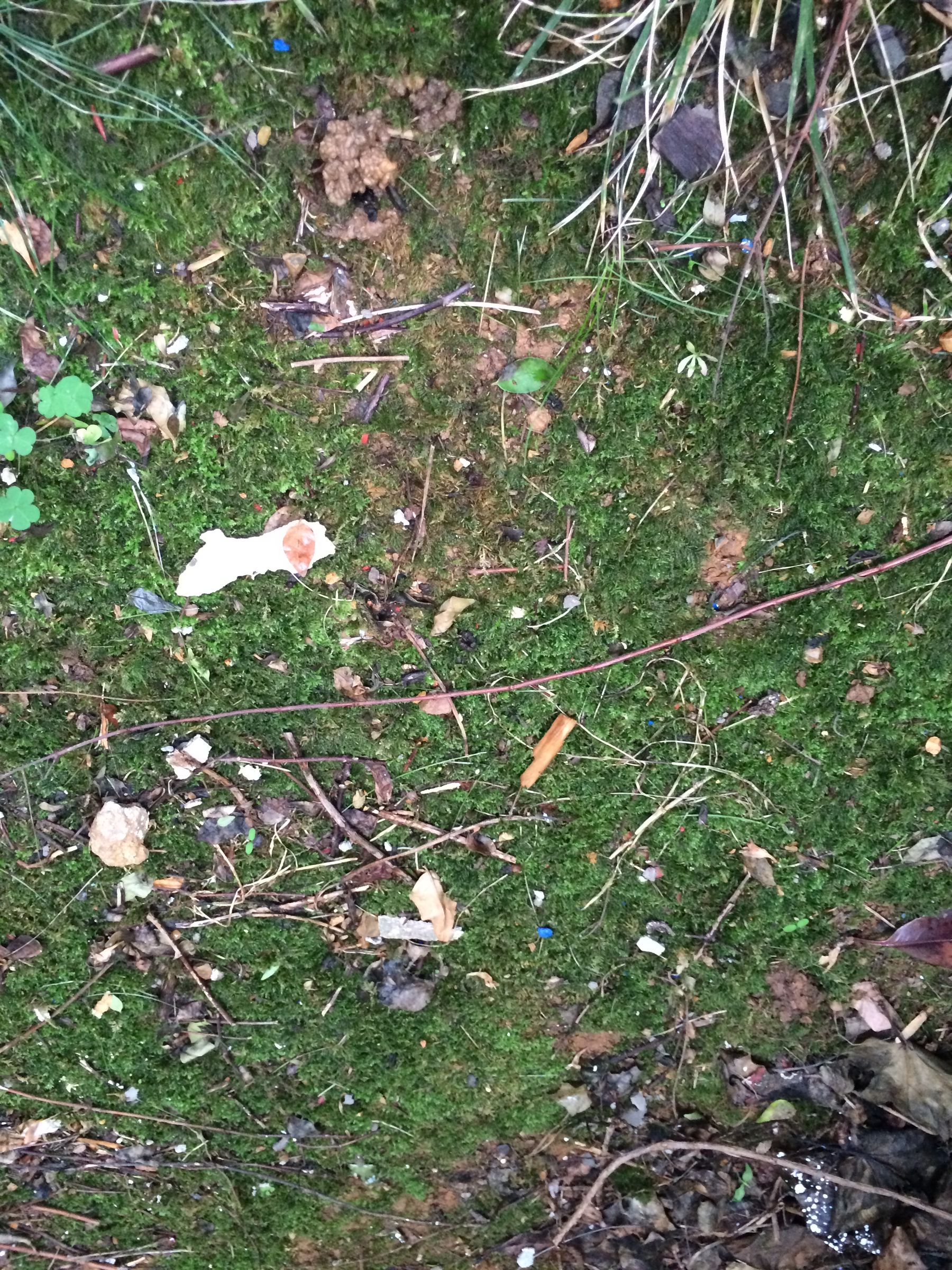 How to Make Moss Graffiti (100 Working Method) 7 Steps (with