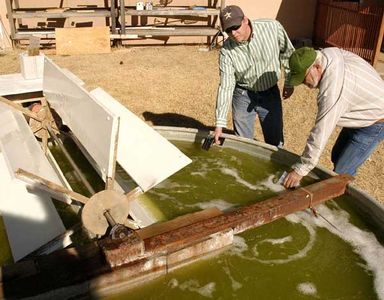 Growing Algae for Oil