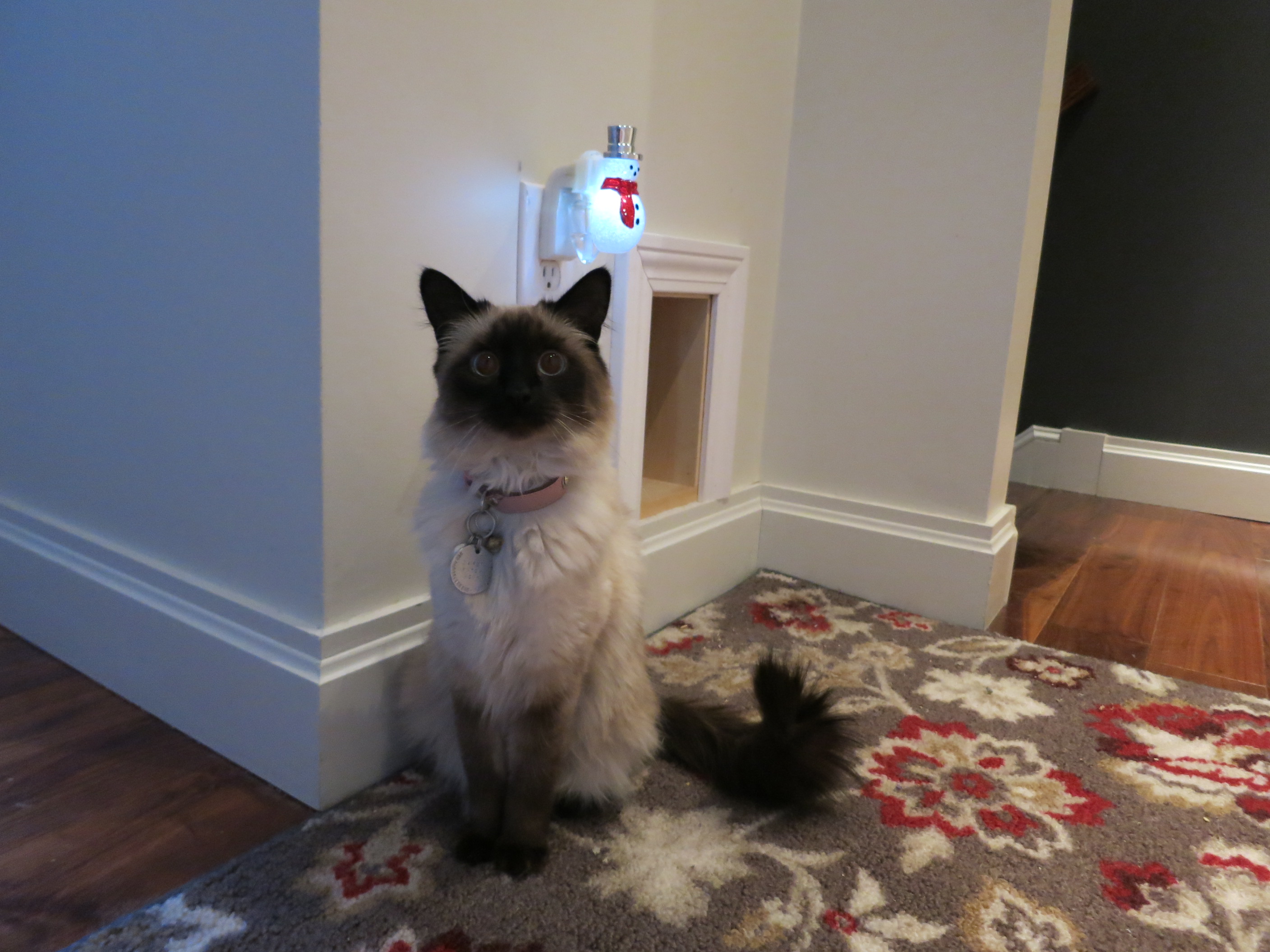 Litter Box Closet Conversion 5 Steps (with Pictures) Instructables