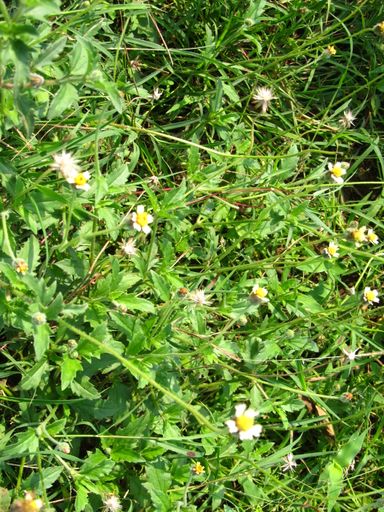COLLECTING AYURVEDIC PLANTS : 18 Steps - Instructables