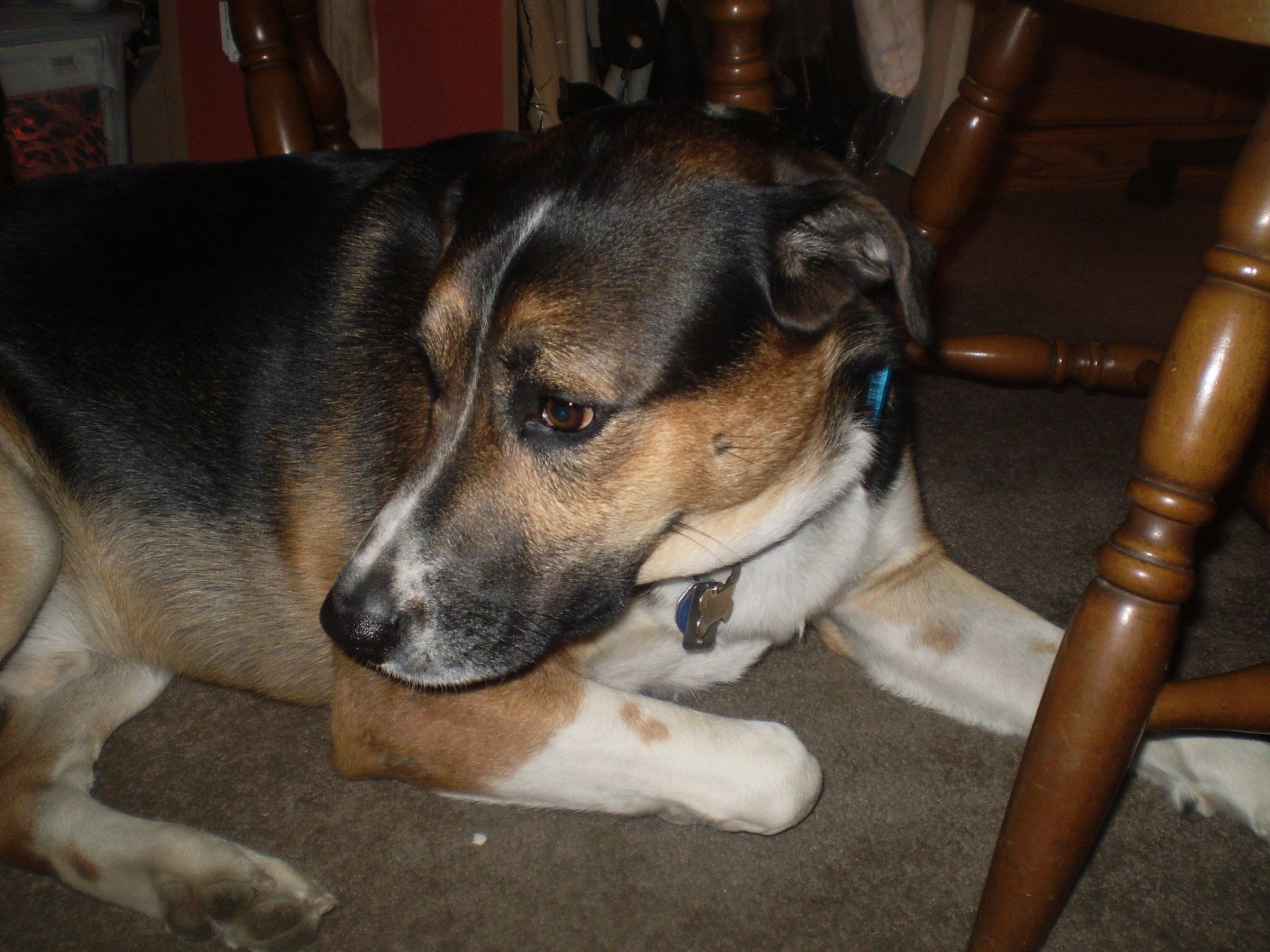 How to Track Your DOG'S STEPS!!