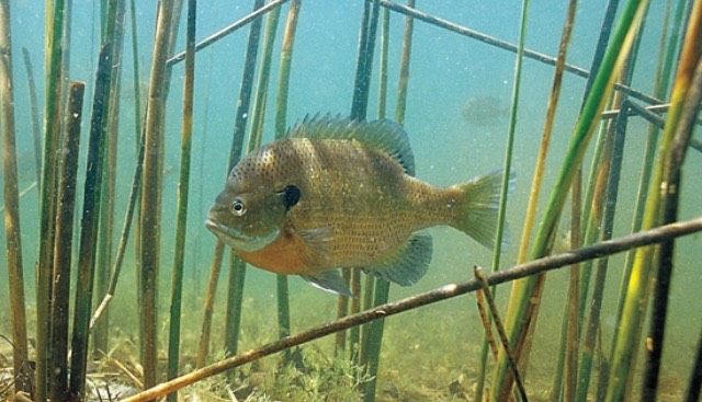 Bluegill Fishing