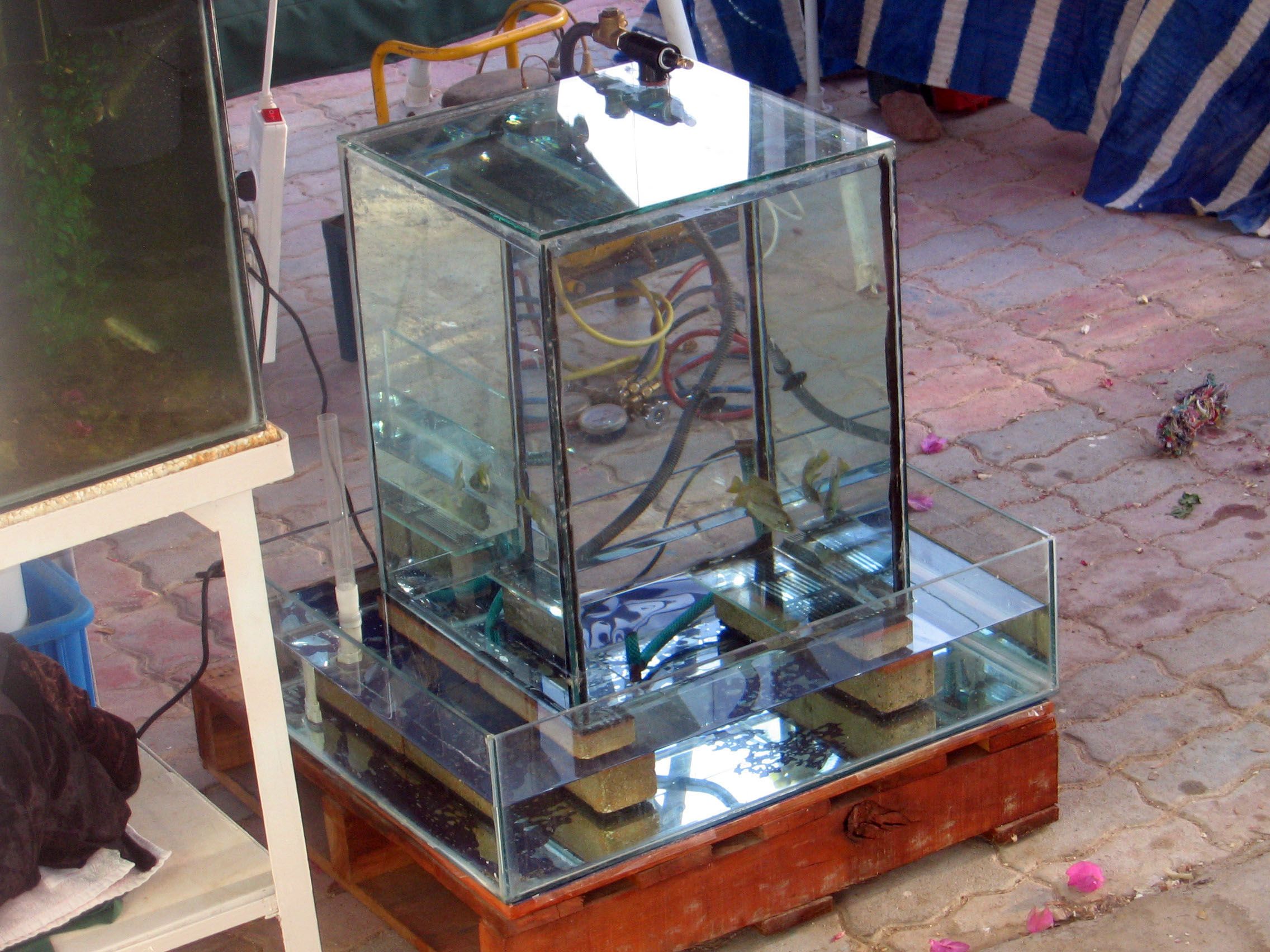 Romaurie-Effect Combination Vacuum-pump/air-pump