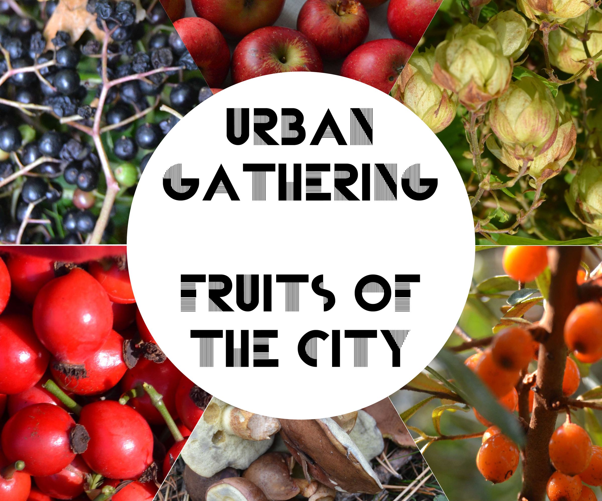 Urban Gathering - Fruits of the City : 17 Steps (with Pictures) -  Instructables