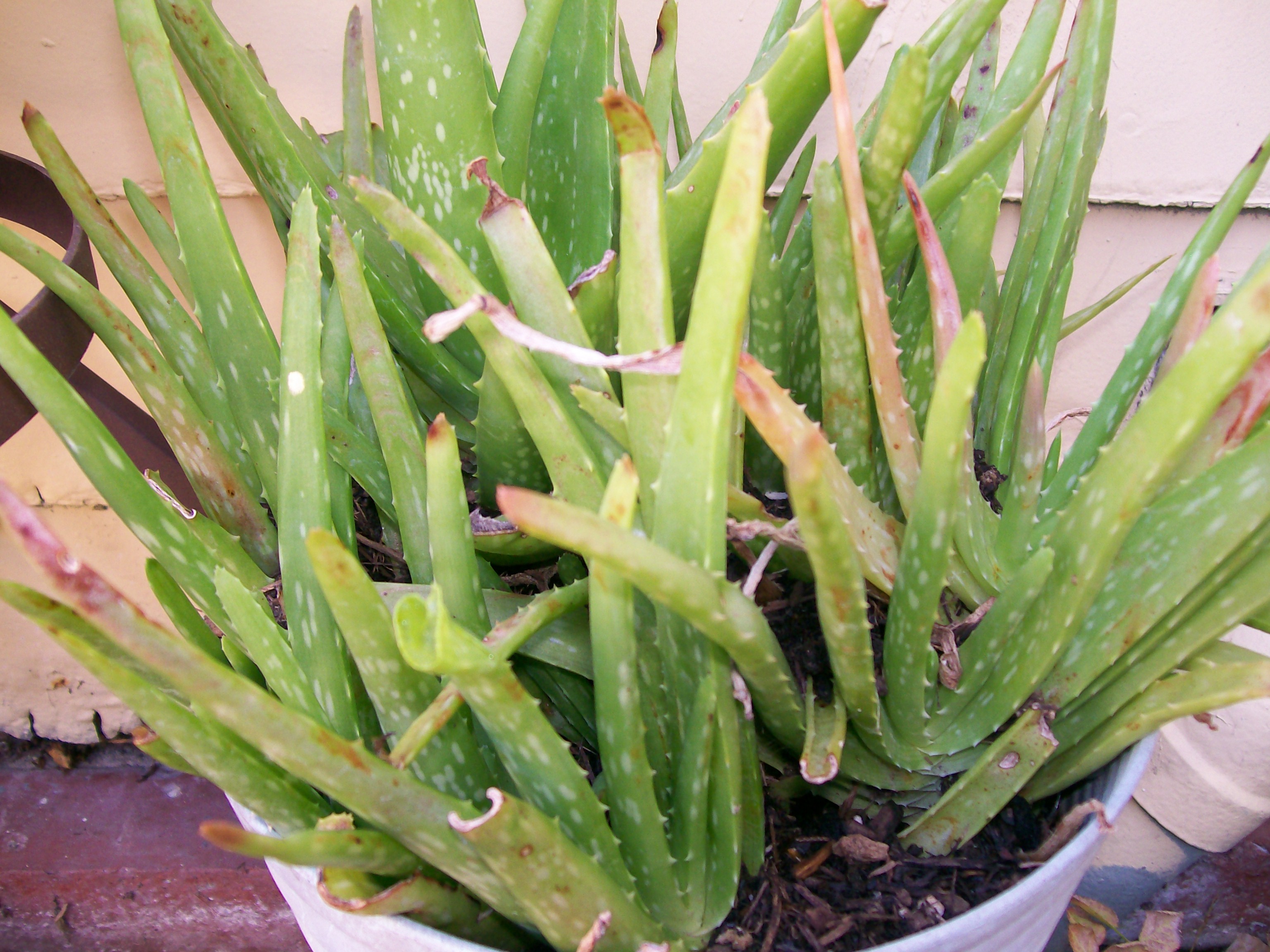 Aloe Vera! More Than Just a Plant!(using a Plant to Repel Snails!)