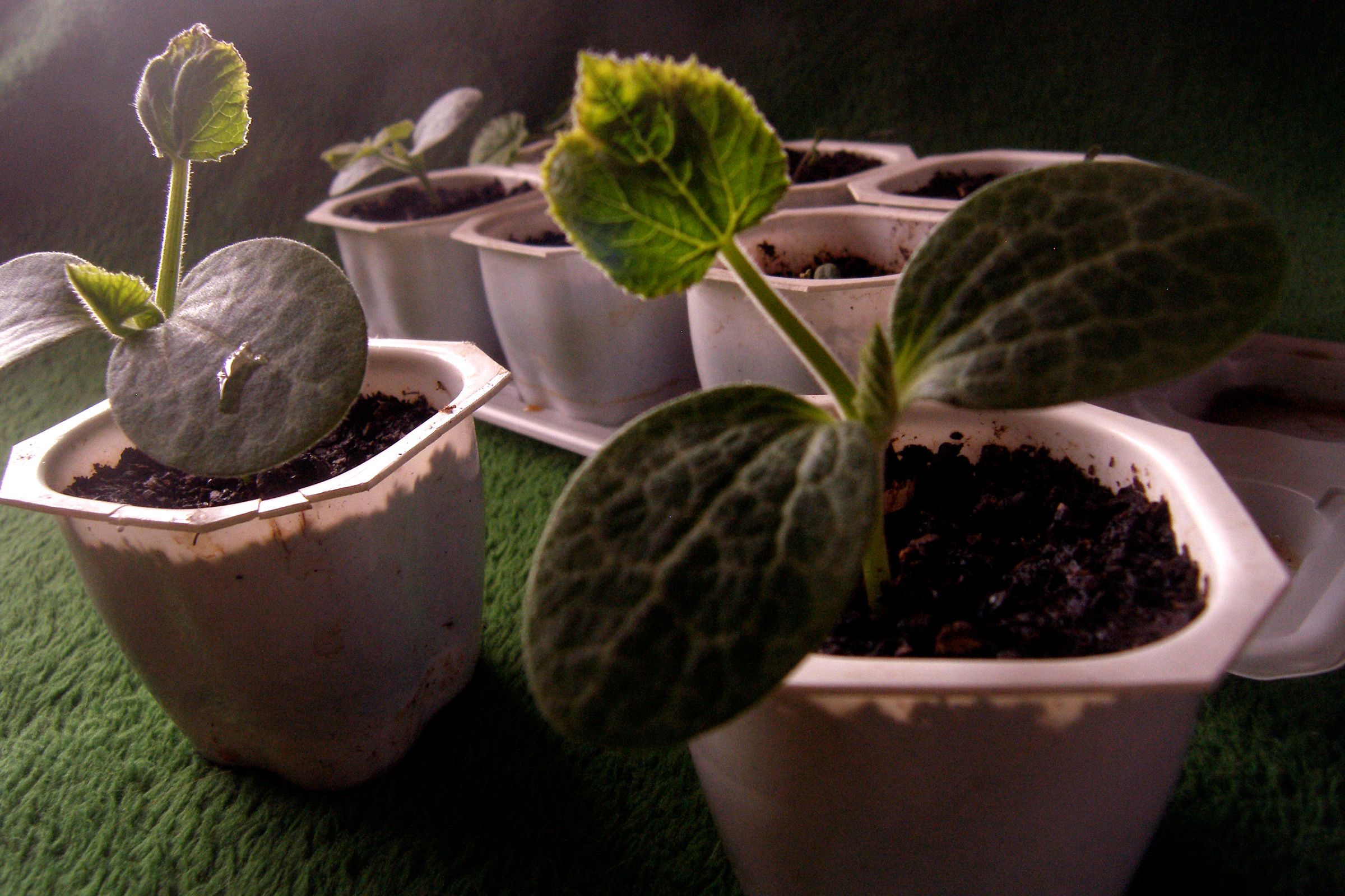 Garbage to Urban Garden