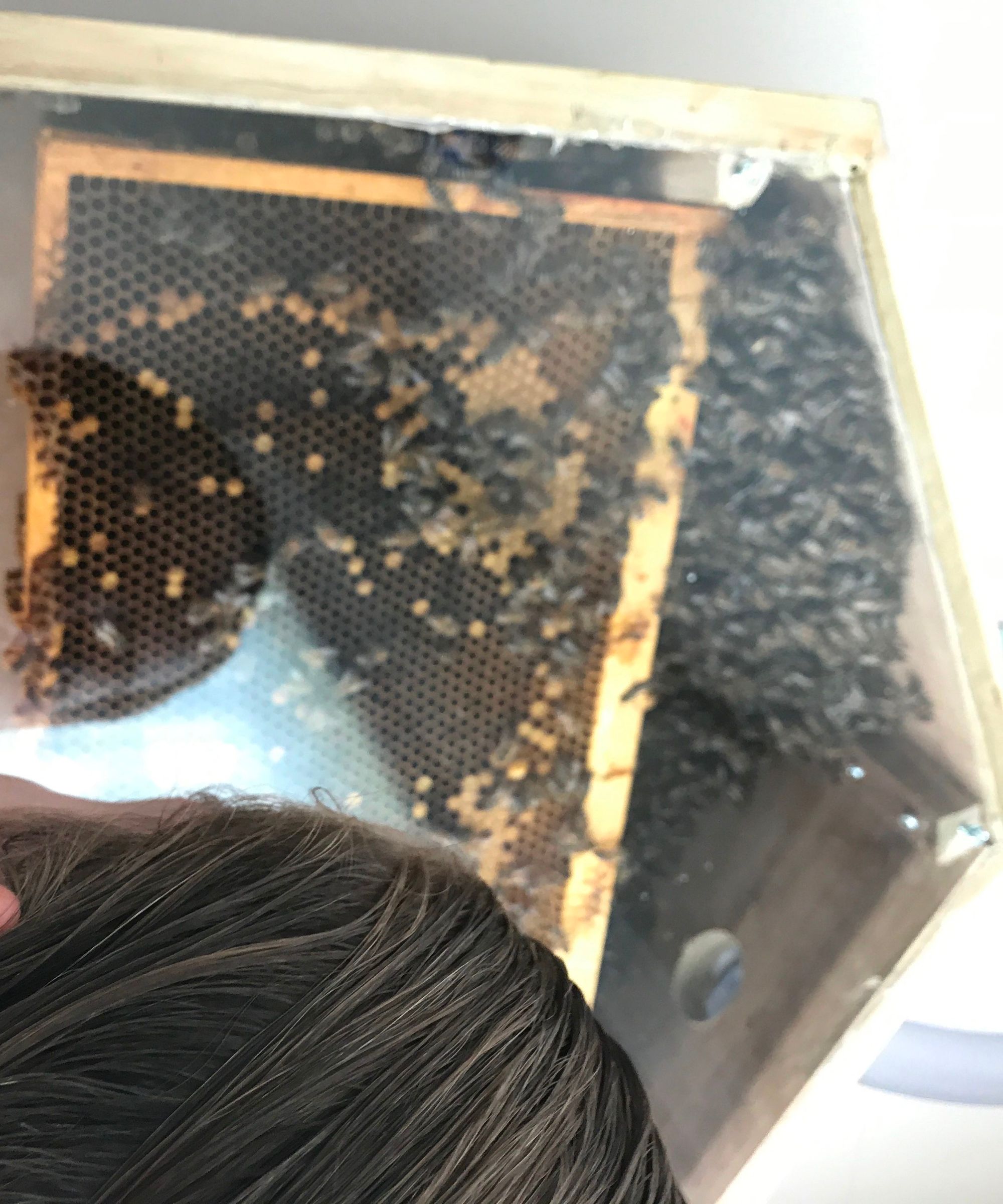 Wooden Observation Beehive ::UPDATED!::