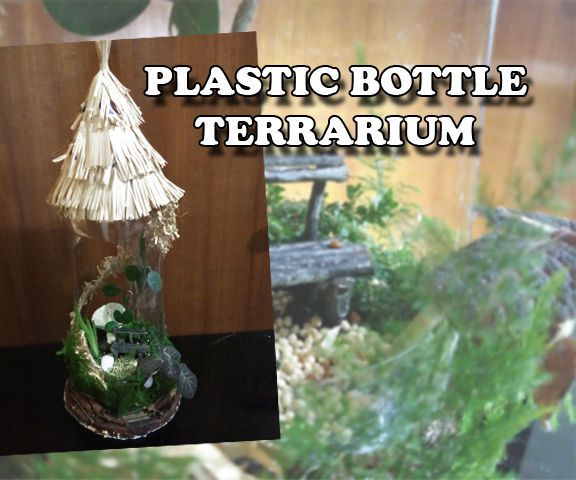 Plastic Bottle Terrarium